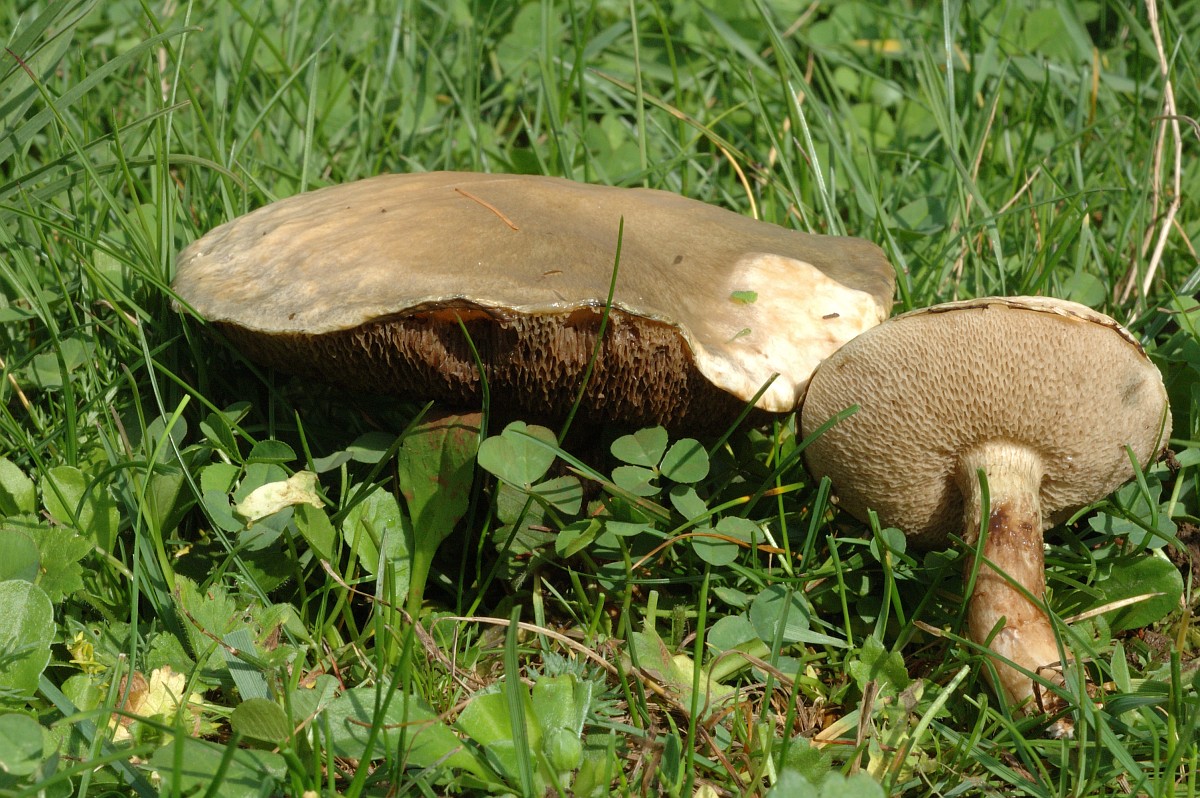 Suillus viscidus, Sticky Bolete